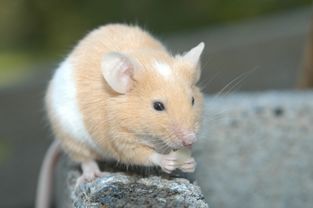生肖鼠的心理年龄到底是多大 你知道吗 