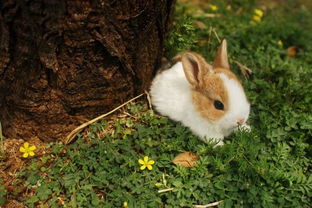 小兔子能吃桔子皮吗 