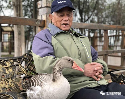 艾溪湖一大雁失踪2天,工作人员调来监控一看,结局让人意想不到 