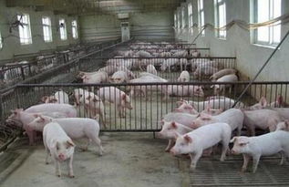 环保重压下,私人养猪场逐渐向 正规军 转变 
