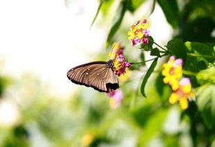 关于蝴蝶和春天的诗句