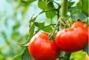 西红柿的最佳搭配不是鸡蛋 加它一起吃,味道好还能增强抵抗力