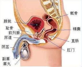 一个精子对主人的忠告