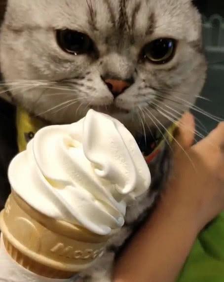 猫咪感动到满眼泪花,原来是主人让它吃冰淇淋,猫 这也太好吃了