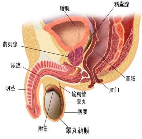 惠州广济医院在哪 男人的前列腺应该需要怎么样保养