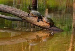 小乌龟怎么养放多少水