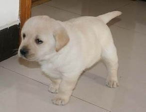 图 广州拉布拉多幼犬多少钱一只广州哪里有卖拉布拉多 拉布拉多价格 广州宠物狗 