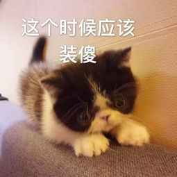 猫是人类最好的主人 每一个铲屎官,都有一颗抖M的心 