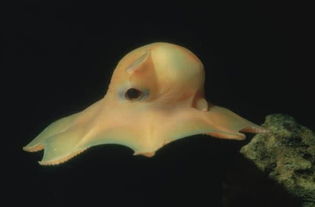 科学家新发现的这种萌萌的章鱼可能真要叫 萌萌哒 章鱼了