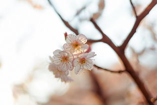 韩愈晚春赏析 韩愈晚春名句赏析-图1