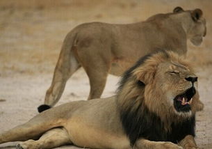美国牙医捕杀雄狮惹众怒 多家航空公司禁运猎物 
