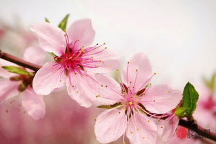 关于春天的桃花的诗句有哪些