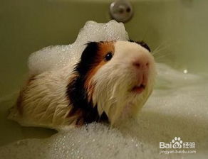 荷兰猪怎么洗澡（荷兰猪谁养谁后悔）