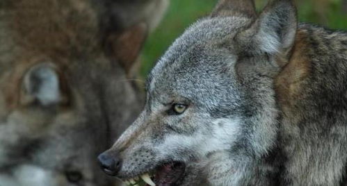 18岁女孩救下一只狼崽养大放生,3年后狼群来报恩