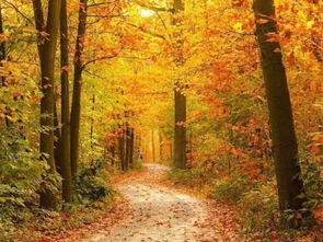 迷人的秋色表达了作者怎样的思想感情 迷人的秋色的主旨是什么
