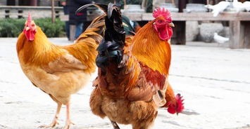 中国蓝田总公司科普 一只鸡的寿命有多长
