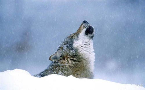 当一只公狼爱上一只母狼,他本能地学会了付出与耐心地忍受