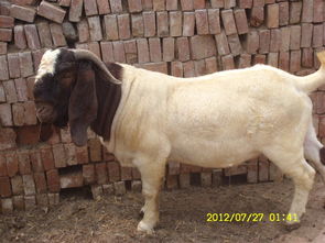 天津波尔 山羊百山羊 的价格 养殖种植栏目 jdz 