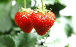 唯美清新的草莓