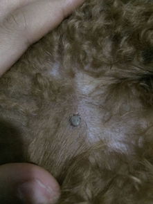 泰迪狗狗身上长了一个东西 不知道是囊肿还是虫子 一个月了
