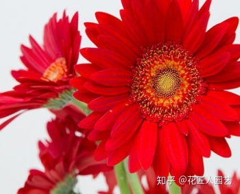 扶郎花的花语和寓意送扶郎花代表的意思,中国和韩国结婚送的花？