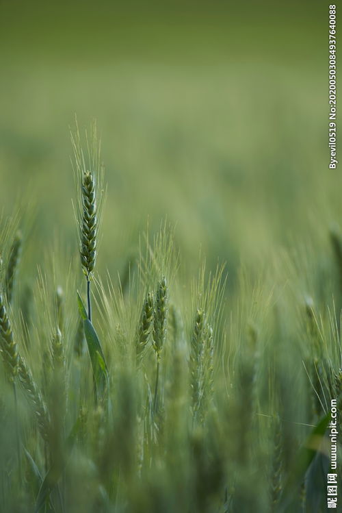 麦穗麦田绿色小麦图片 