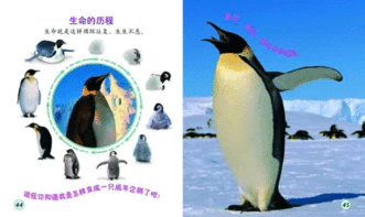 动物宝宝写真 企鹅 组图 12