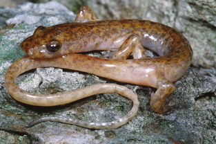 十大没有眼睛的动物 洞螈上榜，第六是最受欢迎的观赏鱼