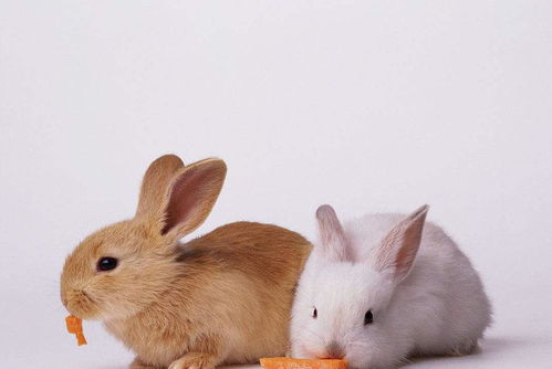 兔兔那么可爱,为什么要吃兔兔