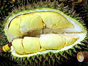 海南三亚旅游特产水果指南 教你如何选购三亚不可不尝的10大水果