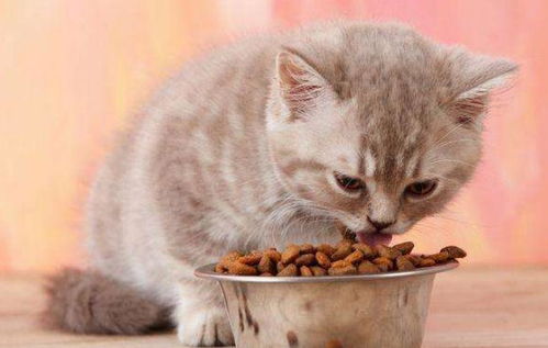 猫咪呕吐的6大原因,不仅仅是吃多了这么简单