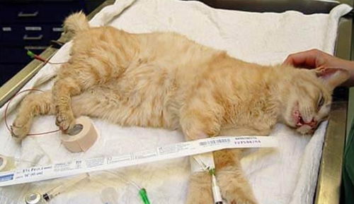 因为尿道堵塞这只猫被紧急送往医院,最后花费了4350美元