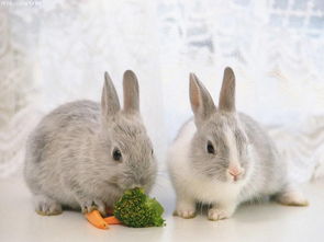 什么属相不能养兔子,什么人不适合养兔子？