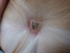 狗狗掉了一块毛,掉毛的地方有结痂,是什么皮肤病啊 应该用什么药 