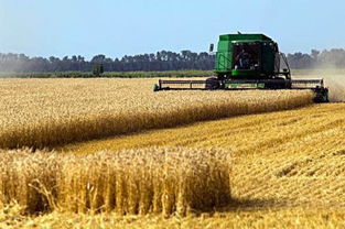 小麦收割时间 