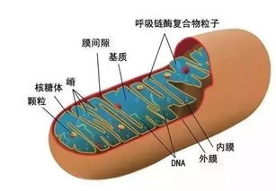 社会生物学：另一种生物决定论