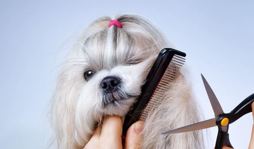 狗狗不同毛发类型的梳理方式,宠主须知