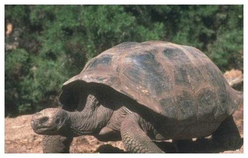 全球 最长寿乌龟 ,从乾隆活到现代,伺候它的员工都死了3个