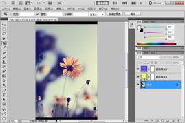 PhotoShop CS6调出清淡日系色雏菊花卉图片效果教程 