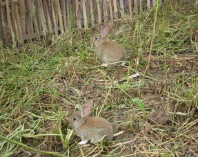 种兔价格 哪里 有 野兔 养殖场 办公用品栏目 jdz 