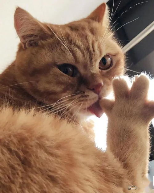 网友拍下猫在舔爪时的模样,全神贯注舔爪爪的样子太可爱了