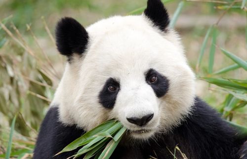 陕西将在秦岭北麓建设秦岭大熊猫科学公园