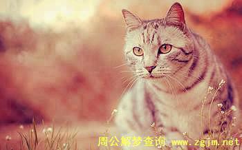 梦见被猫追 猫追我