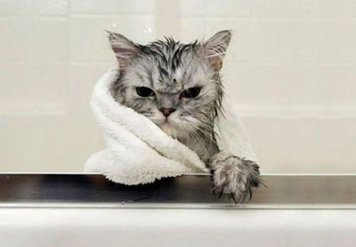 给猫洗澡一定要注意这点,不然小心害死它
