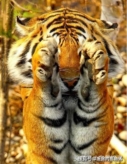 为什么说老虎是大猫 看了这6张图你就知道了