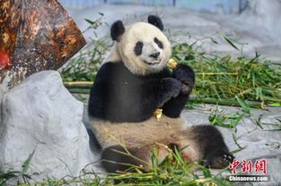 大熊猫 贡贡 和 舜舜 与海南民众见面