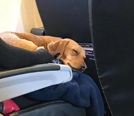 狗狗也可以坐飞机 盘点美国航班客舱里的汪星人 