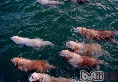 狗狗天生就会游泳吗 为什么狗狗会游泳 