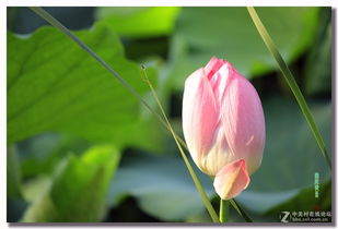 莲花季节开花的时间 莲花一般几点开花