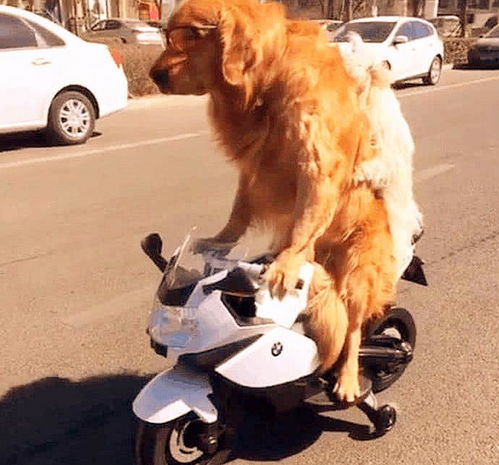 网友给狗子买了个摩托玩,金毛学会了后,画面有一点儿拉风
